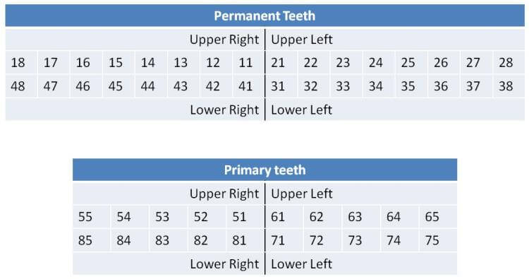 Tooth Numbering System Fdi Iso Palmer Ada Dental Numbering