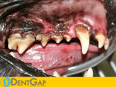 dog teeth cleaning cost